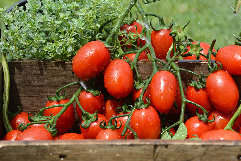 Millennial Tomato Letca bio organic