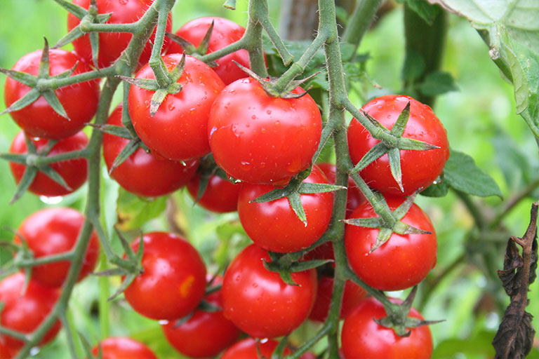 Rosii cherry bio Letca Millennial tomato