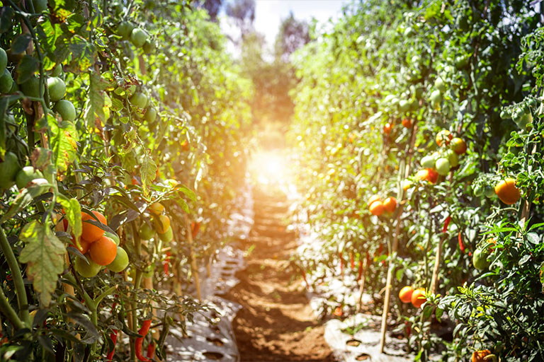 produse sera protejata rosii bio pe vrej in soare